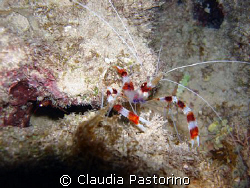 Close to the clown.  by Claudia Pastorino 